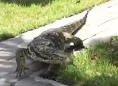 Lagarto gigantesco invade jardim de uma casa na Flórida