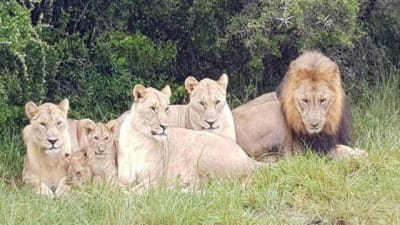 Caçadores são devorados por leões na África do Sul