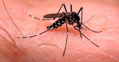País registra 45 mortes por dengue, chikungunya e zika em 2018