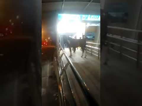 Homem tenta embarcar com três cavalos em ônibus do BRT. Assista ao vídeo!