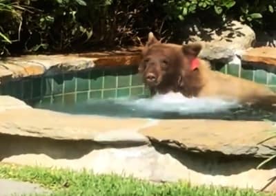 Urso toma banho em piscina aquecida e assusta morador na Califórnia
