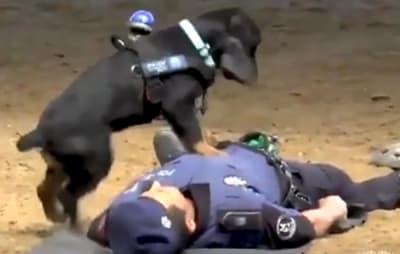 Cão policial viraliza nas redes sociais após fazer “massagem cardíaca” em agente