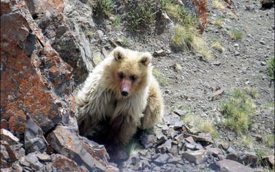 Urso considerado extinto é encontrado após décadas