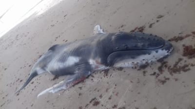 Filhote de baleia jubarte é encontrado morto em praia de Maceió