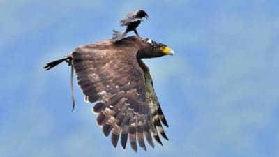 Pássaro pega carona com águia no Taiwan