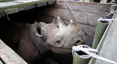 Rinocerontes-negros morrem no Quênia após mudarem de parque