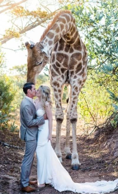 Casal é surpreendido por girafa durante ensaio de casamento