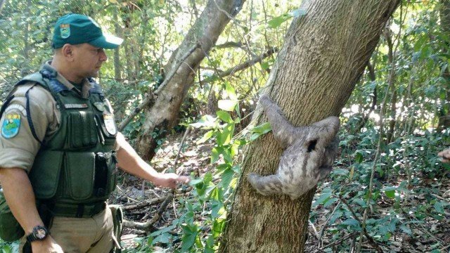 Bicho-preguiça é resgatado no Recreio dos Bandeirantes, no RJ