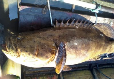 Peixe quase extinto é achado em barco no acesso ao Porto de Santos