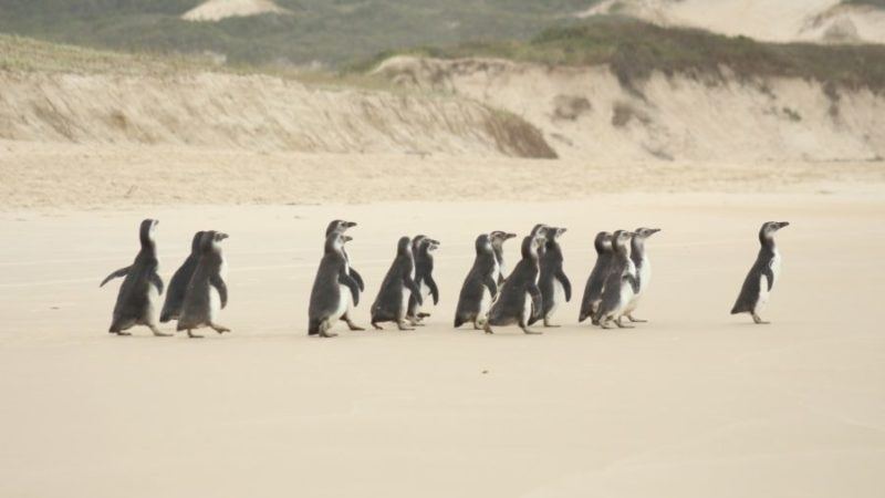 Após reabilitação, 19 pinguins são soltos em praia de Florianópolis