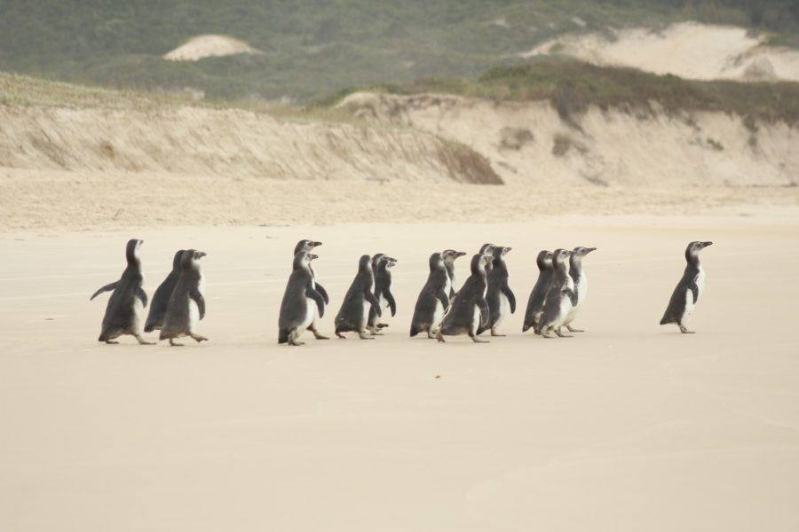 Após reabilitação, 19 pinguins são soltos em praia de Florianópolis