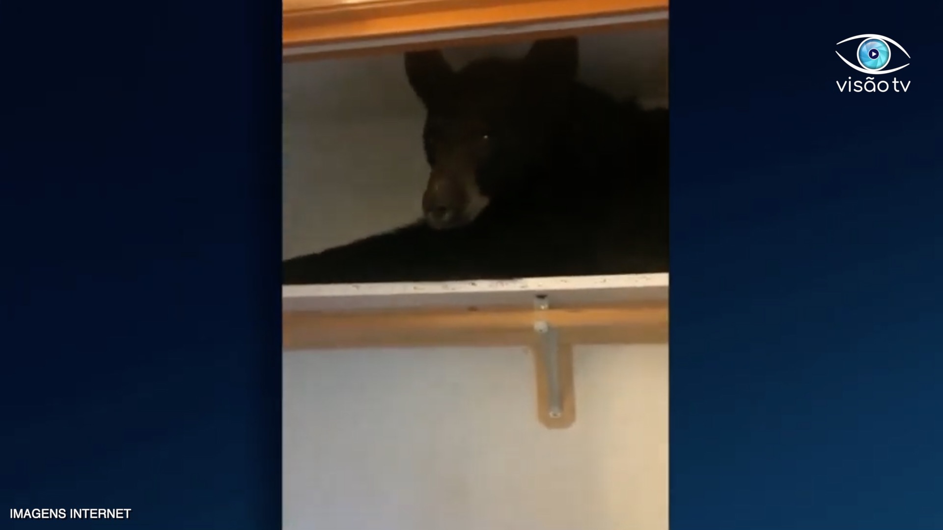 Urso tira uma soneca dentro do armário nos USA