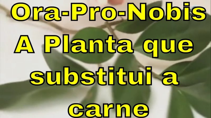 Conheça a Ora-Pro-Nobis: a planta que substitui a carne!