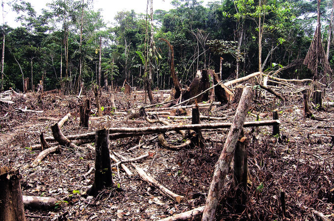 Governo dos Estados Unidos espera maior comprometimento do Brasil em relação ao desmatamento ilegal no território