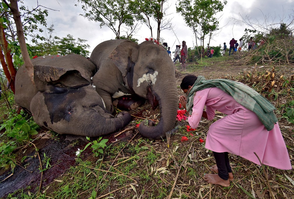 Imagens: 18 elefantes são encontrados mortos na Índia