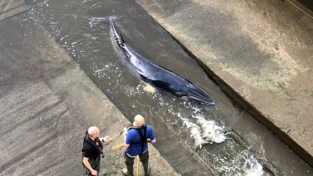 Filhote de baleia-minke é visto nadando em rio de Londres após ser desencalhado de barragem