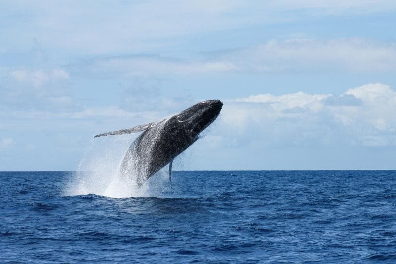 Trombada de baleia faz buraco em casco de barco nos EUA