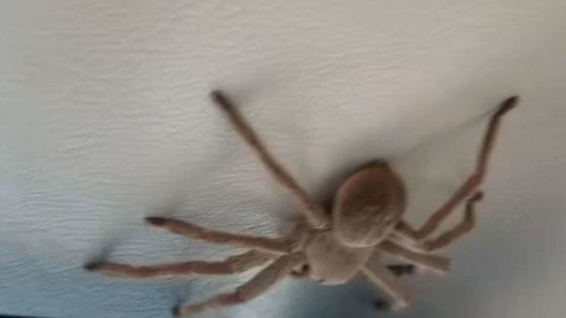 Aranha gigante cai do teto de avião enquanto piloto pousa na Austrália
