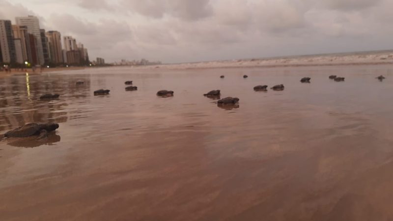 Mais de cem filhotes de tartaruga nascem em praia no Grande Recife