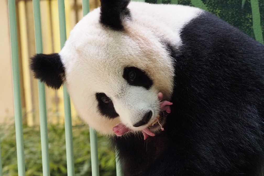 Panda gigante dá à luz em zoológico na França
