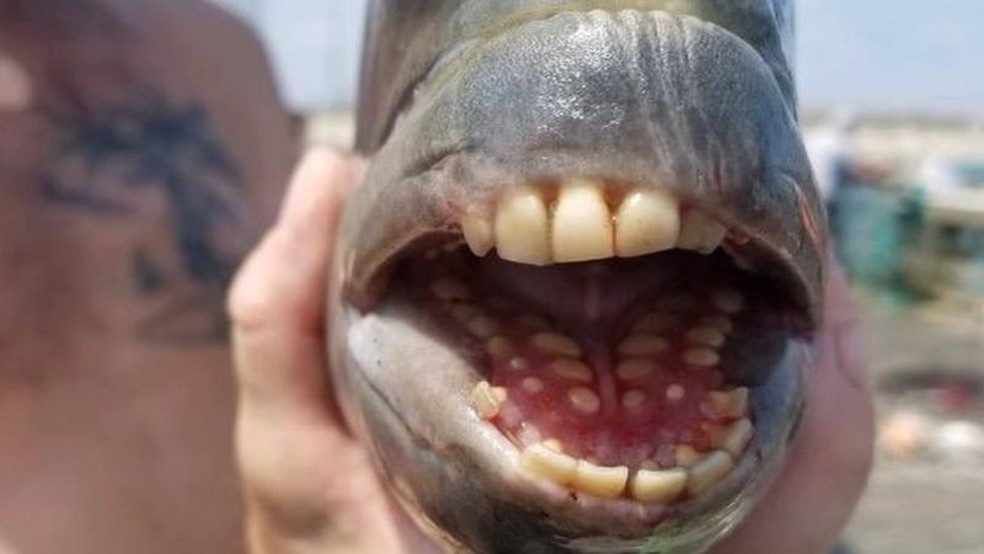 Peixe-ovelha com ‘dentes humanos’ é fisgado em pescaria nos EUA