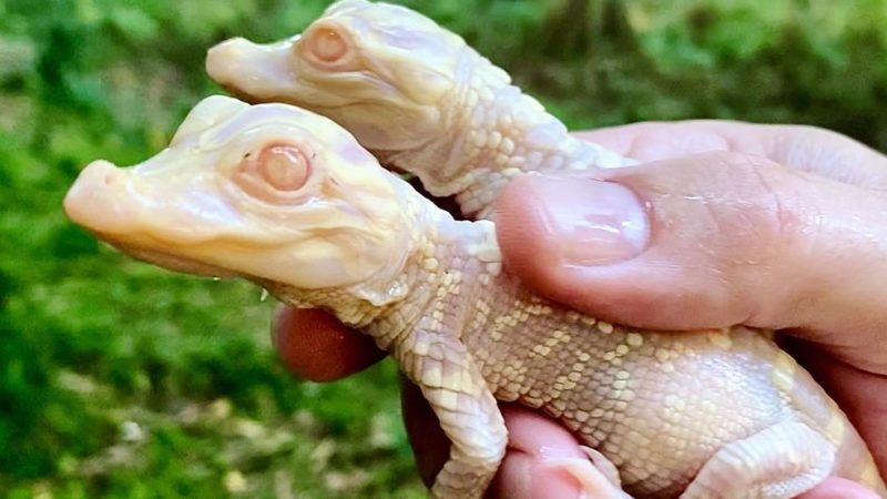 Filhotes de jacaré albino nascem em zoológico da Flórida