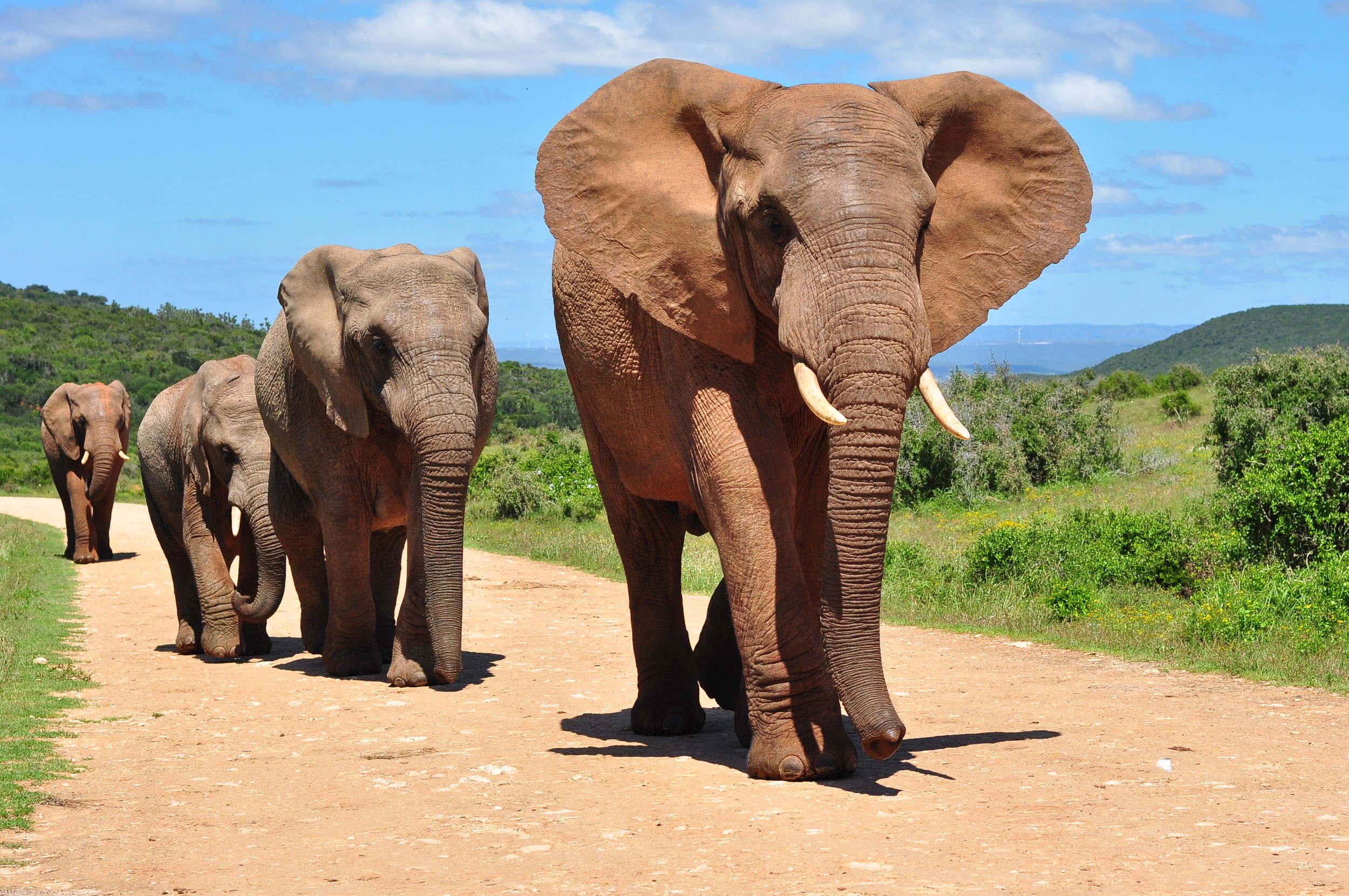 Elefantes da China que caminharam 500 km fazem trajeto de volta a reserva