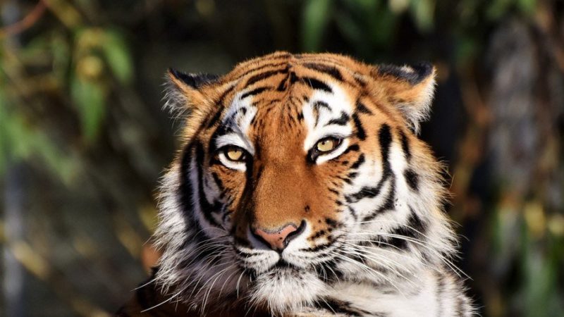 Dois tigres são diagnosticados com Covid-19 em zoológico na Indonésia