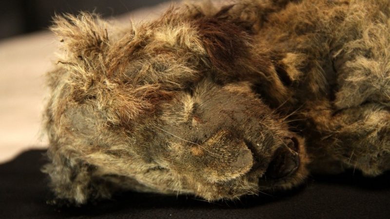 Múmia de leão-das-cavernas de 28 mil anos é o animal da Idade do Gelo mais bem preservado já encontrado
