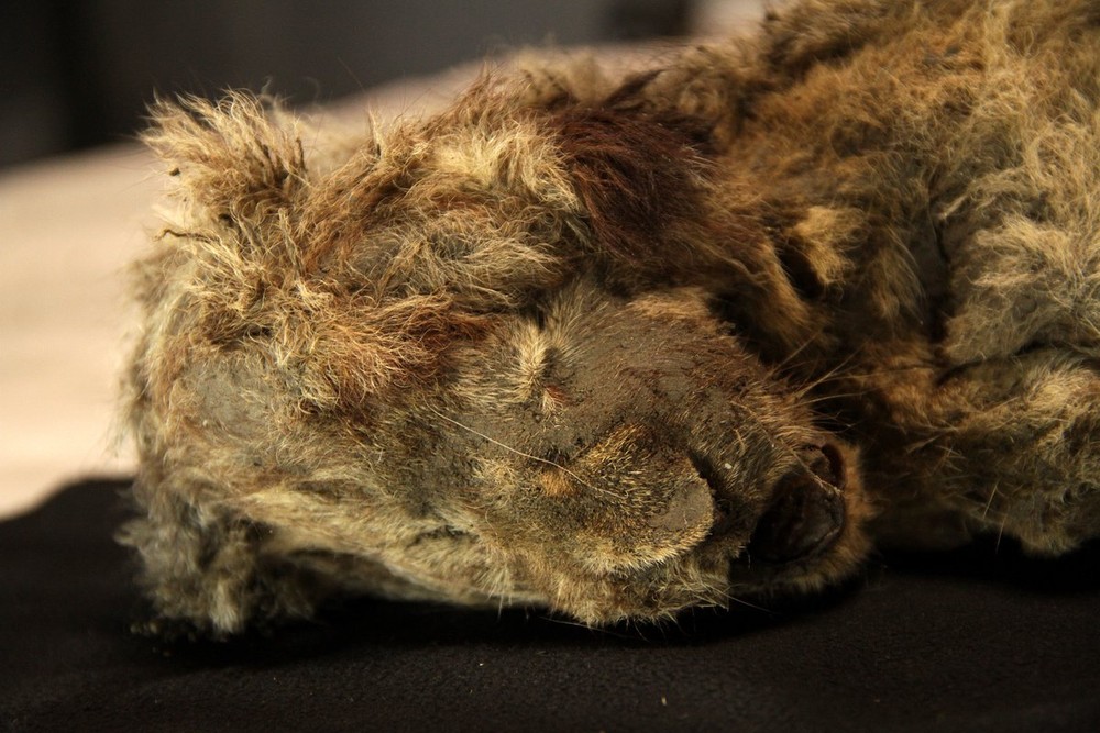Múmia de leão-das-cavernas de 28 mil anos é o animal da Idade do Gelo mais bem preservado já encontrado
