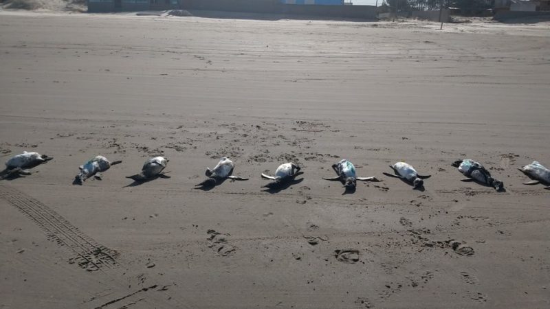 Mais de 50 pinguins são encontrados mortos em praias de Santa Catarina