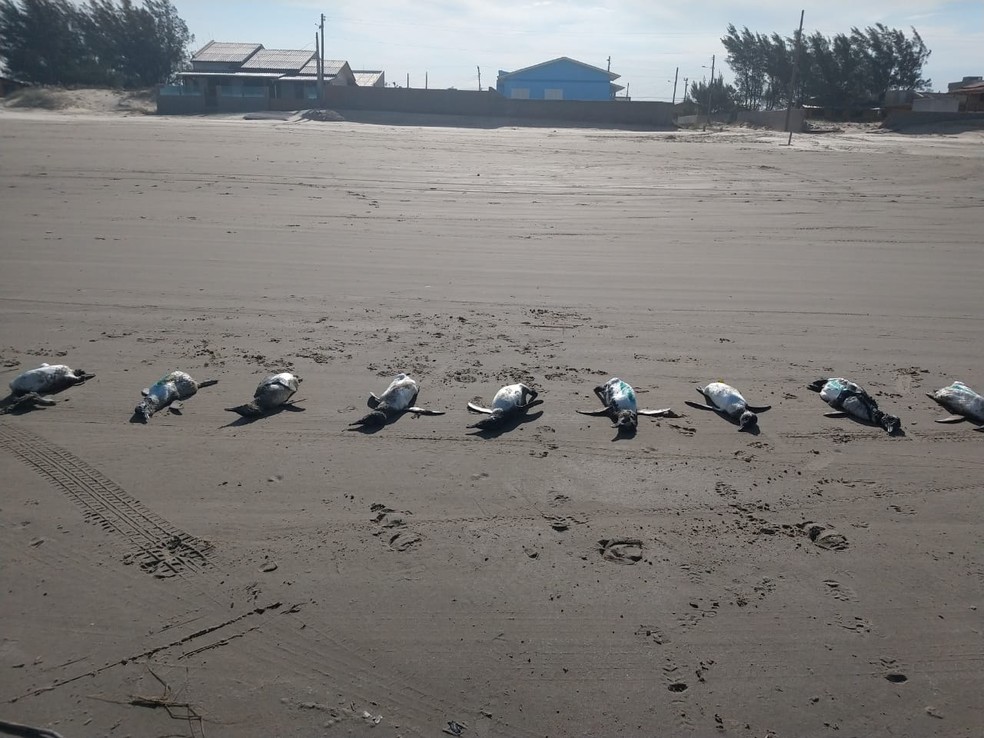 Mais de 50 pinguins são encontrados mortos em praias de Santa Catarina
