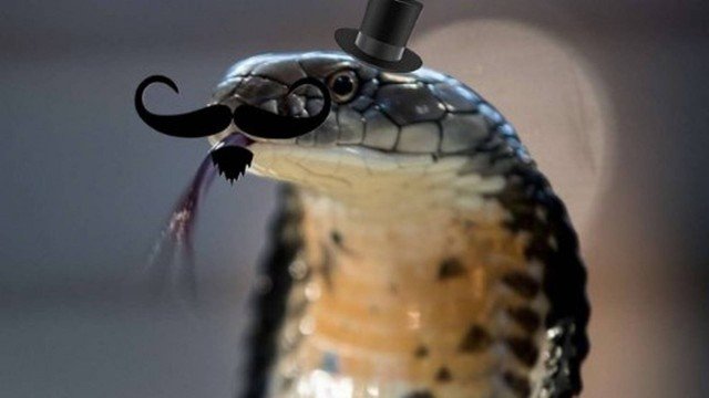Cobra venenosa à solta no Texas ganha perfil cativante no Twitter