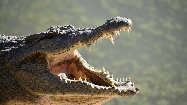 Homem é morto atacado por crocodilo em galpão inundado após passagem do furacão Ida
