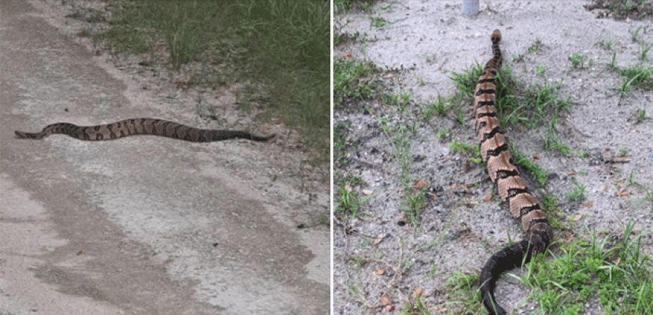 Cobra cascavel percorre 160 km em busca de parceira para acasalar