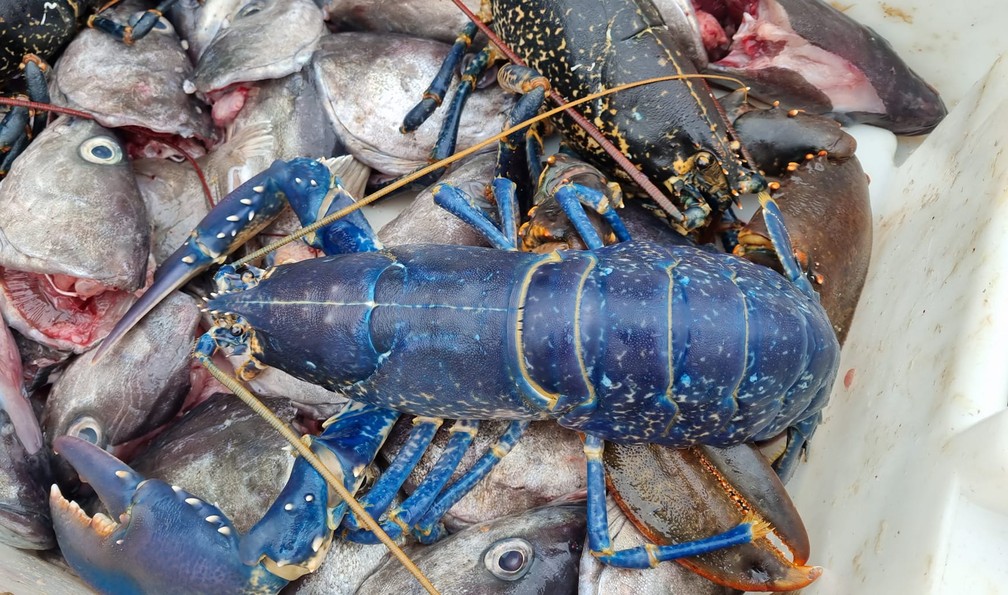 Pescador encontra rara lagosta azul no litoral da Escócia; veja as fotos