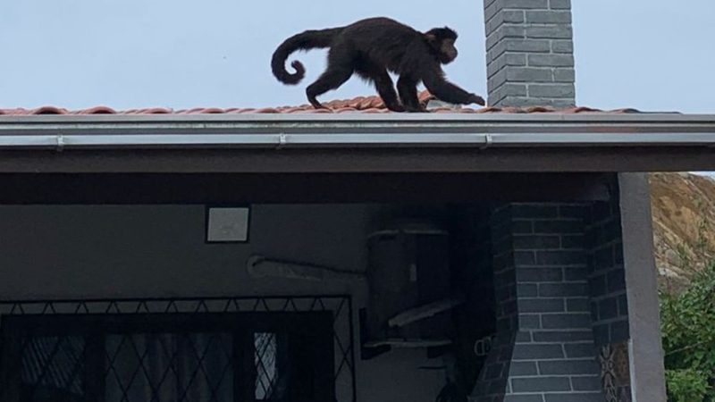 Macacos ‘furtam’ pão de casa e repartem alimento em SC