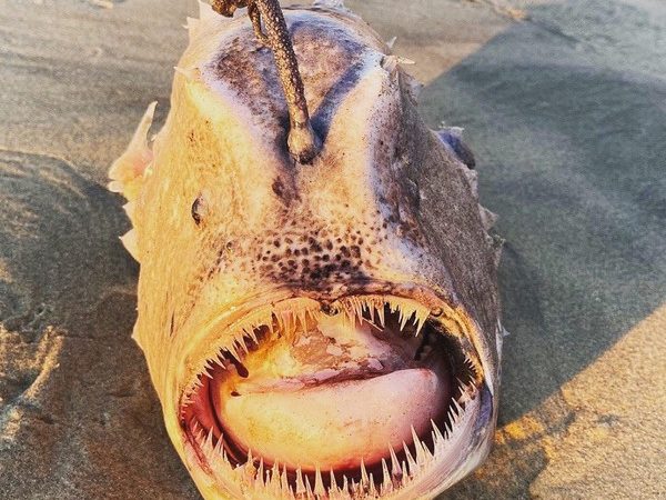Raro ‘monstro’ do fundo do mar surge em praia da Califórnia; veja FOTOS