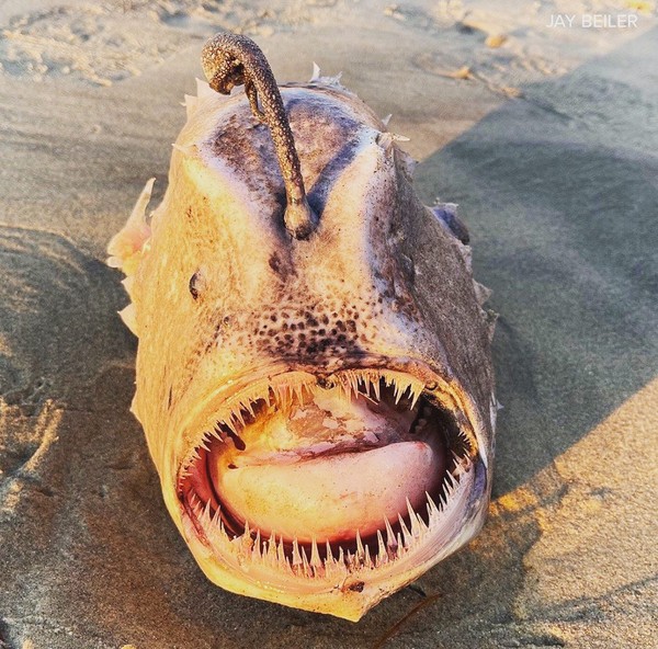 Raro ‘monstro’ do fundo do mar surge em praia da Califórnia; veja FOTOS