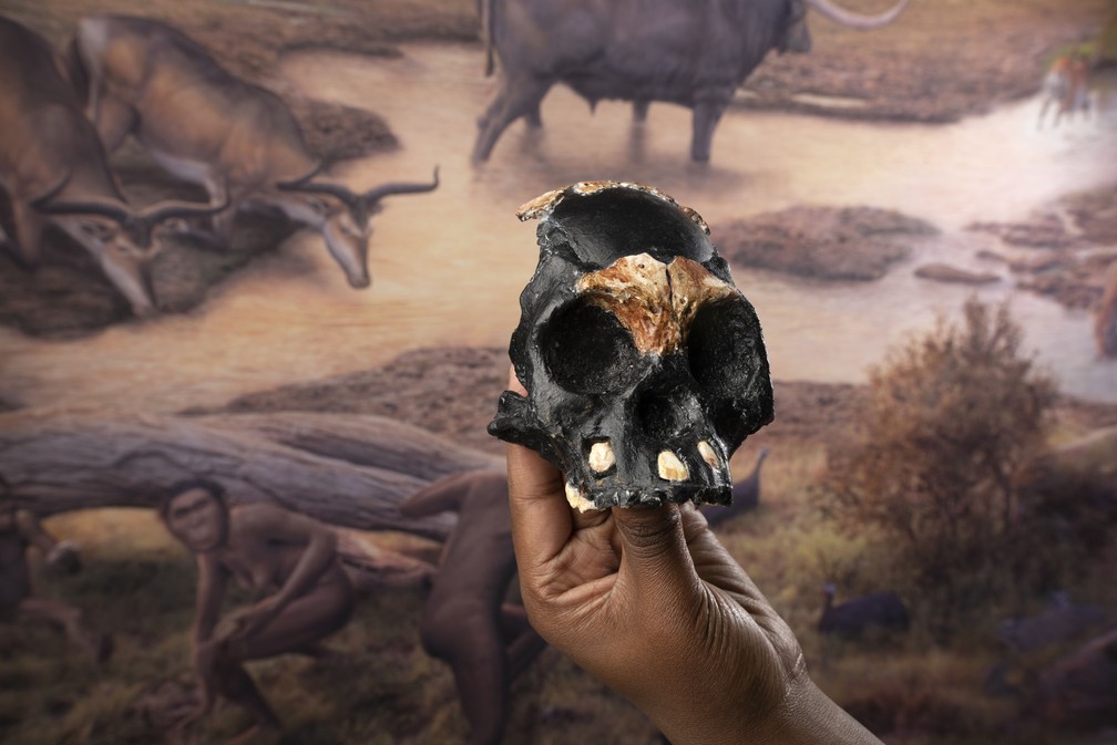 Fóssil de criança de 250 mil anos é encontrado na África do Sul