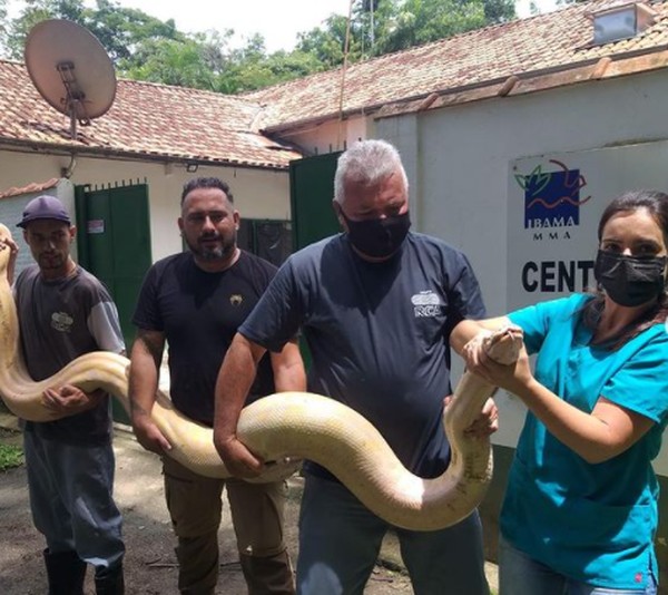 Cobra de mais de 40 kg apreendida em hotel fazenda no litoral de SP passa por reabilitação em Lorena