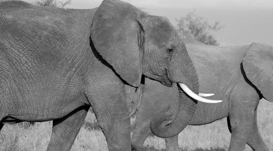 Manada de elefantes invade cidade no norte de Camarões e deixa 2 mortos
