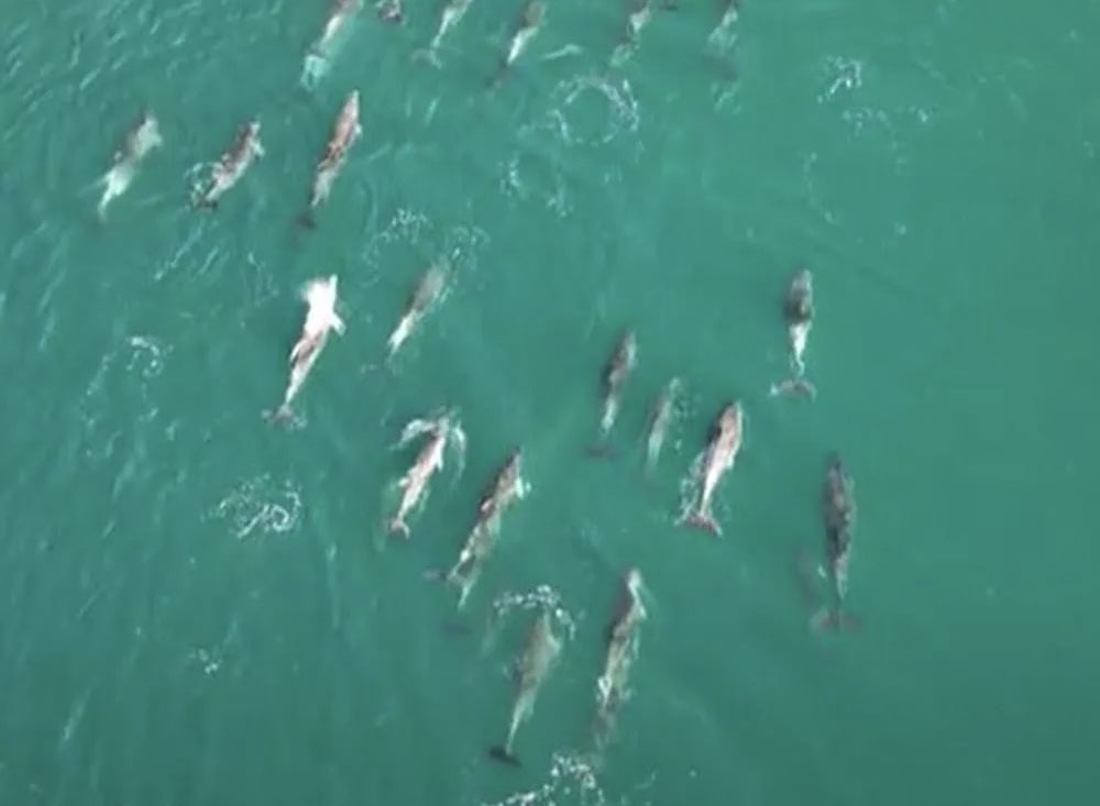 Mais de 50 golfinhos dão show na praia da Barra da Tijuca