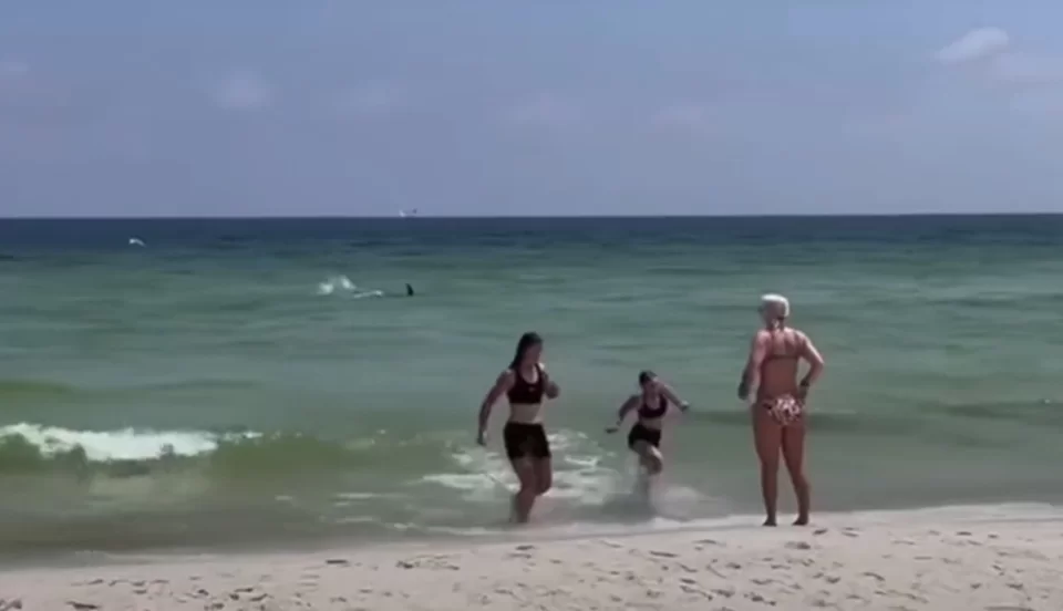 Tubarão nada em águas rasas e assusta banhistas em praia na Flórida