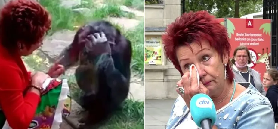 Mulher que foi banida de zoológico após se apaixonar por chimpanzé  é autorizada a voltar